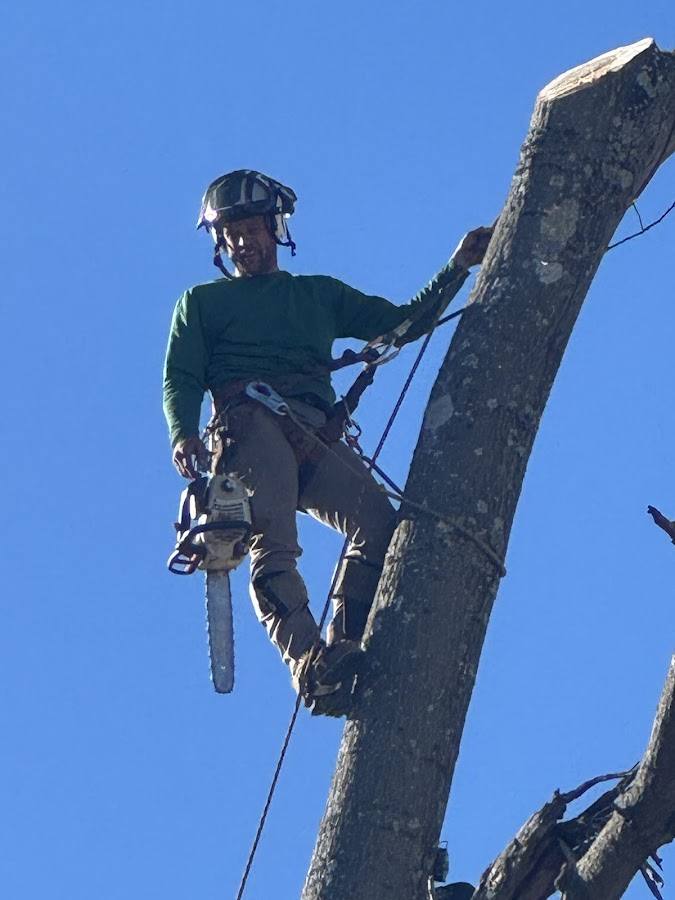A harnessed crew member high in a tree holding a chainsaw, mid-removal, against a clear sky.